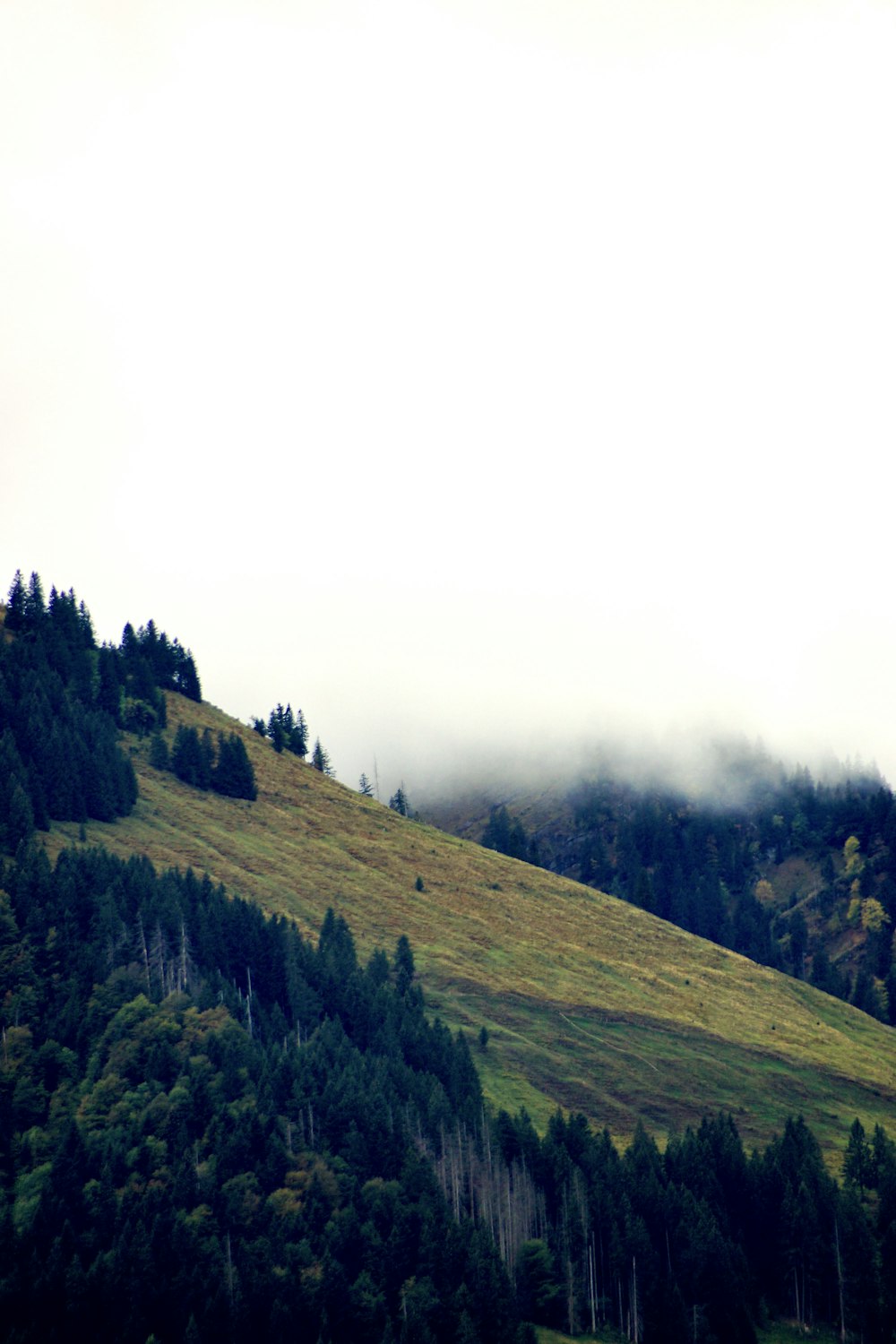 a green hillside with trees and clouds in the background