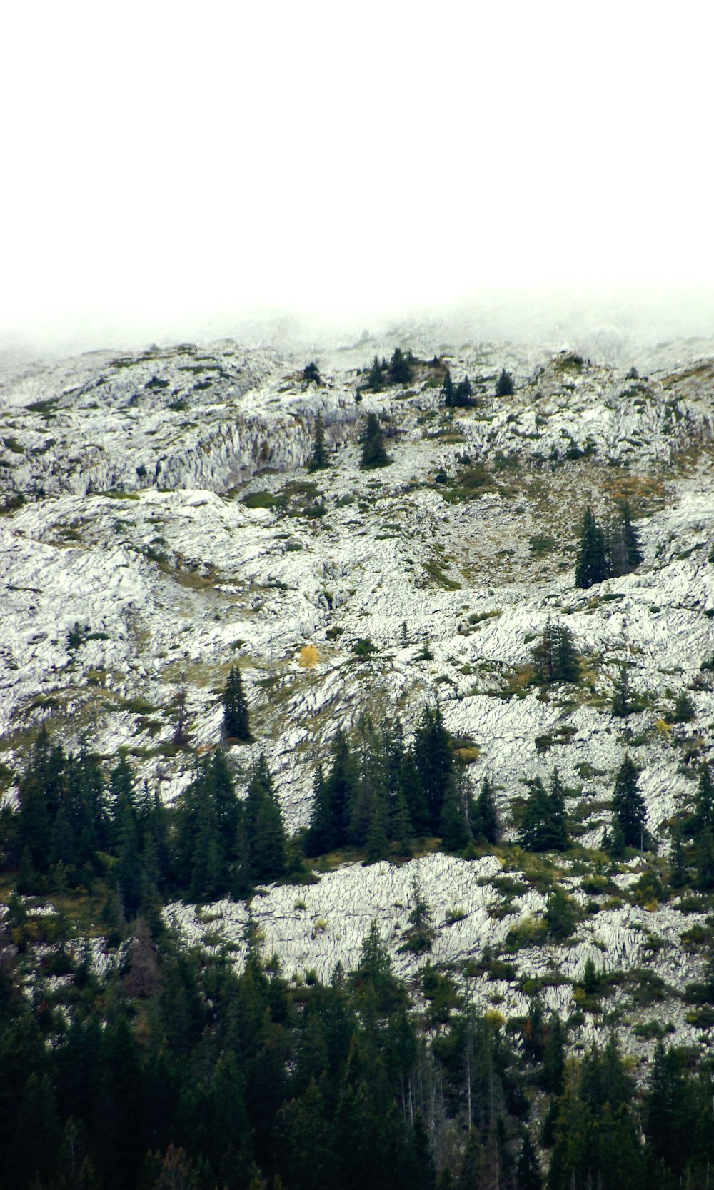 a snow covered mountain with trees on the side