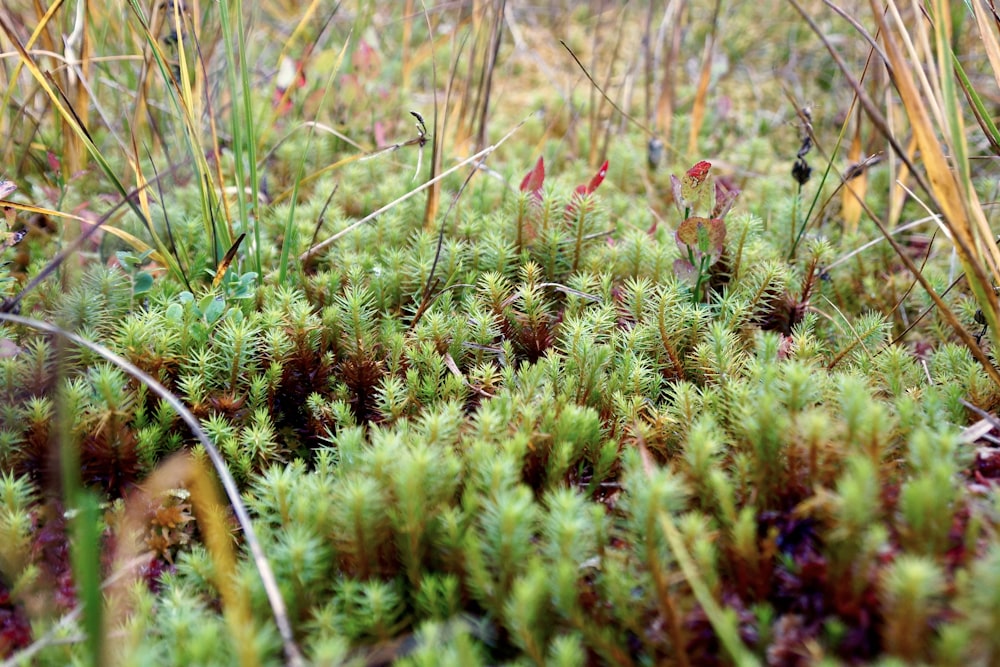 a close up of a patch of green moss