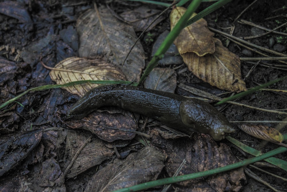a slug that is laying on the ground
