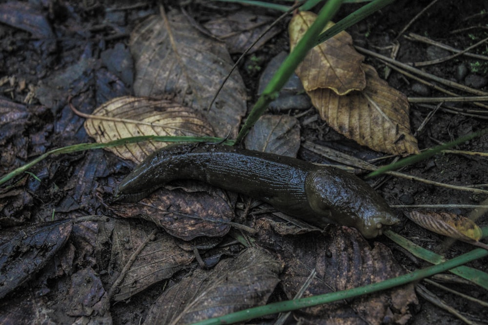 eine Schnecke, die auf dem Boden liegt