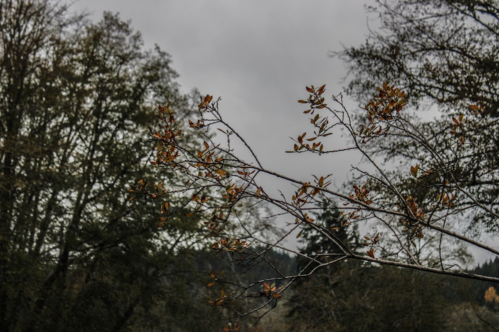 a tree with no leaves in a forest