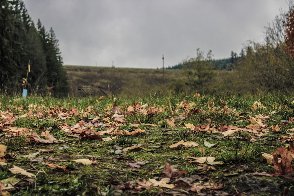 a field with leaves on the ground and trees in the background