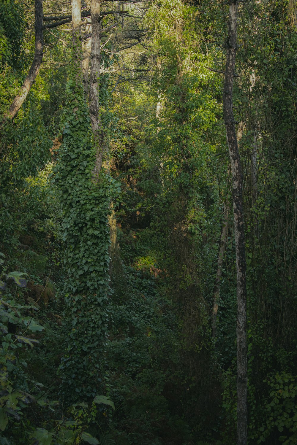 a lush green forest filled with lots of trees