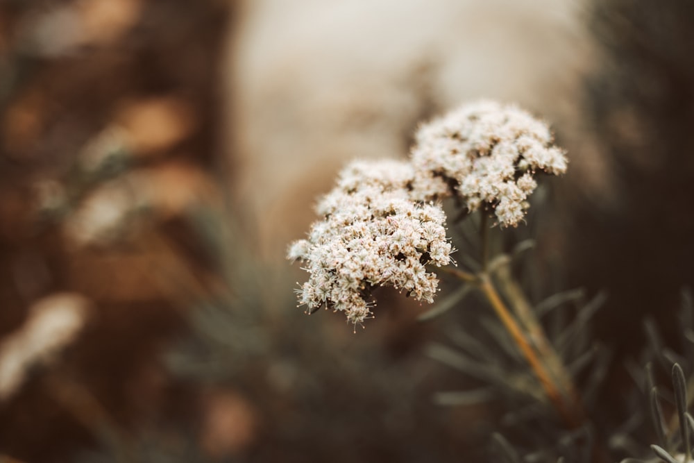 a close up of a plant with white flowers