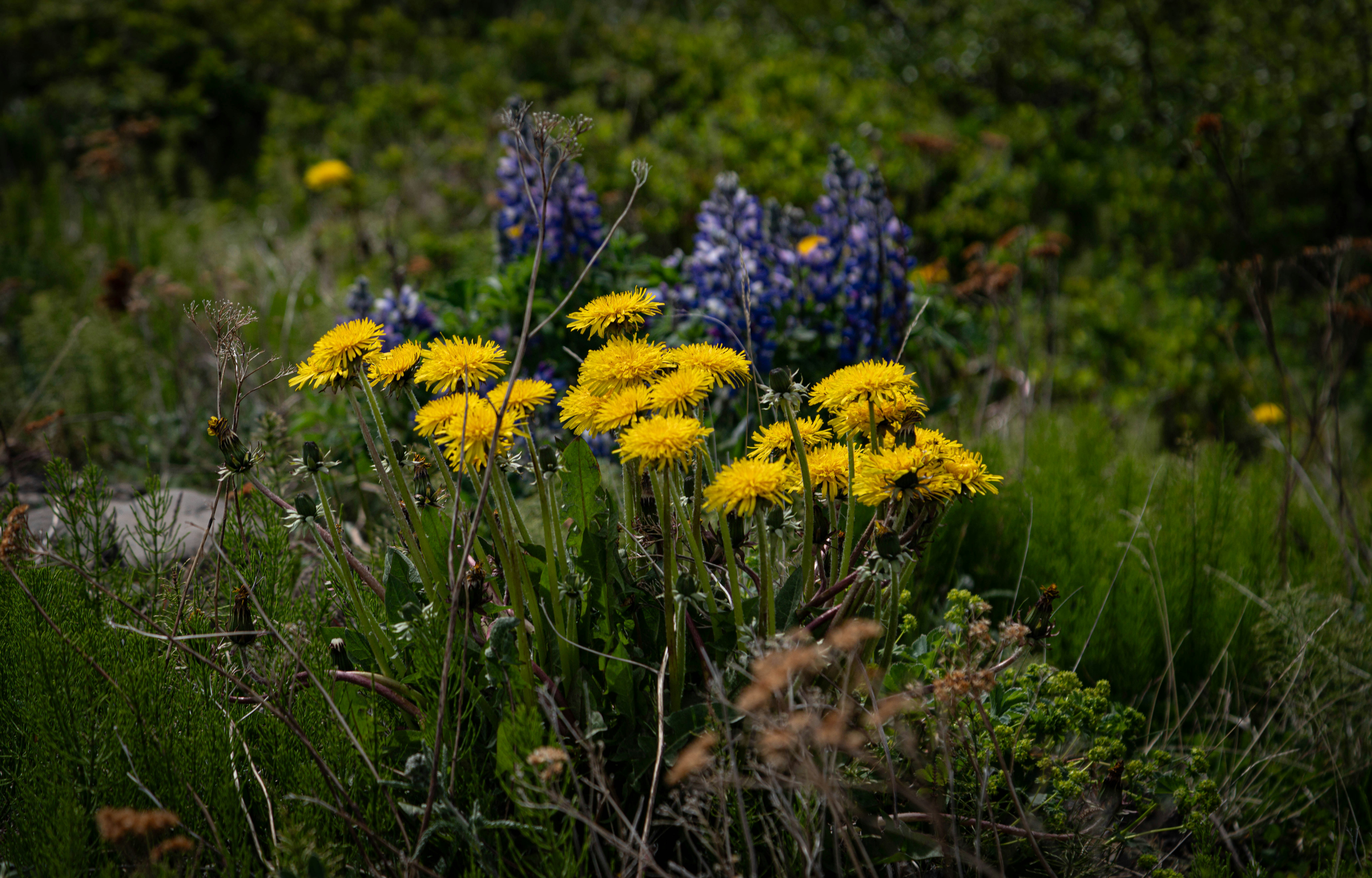 Gambar Seydisfjordur | Unduh Gambar Gratis di Unsplash