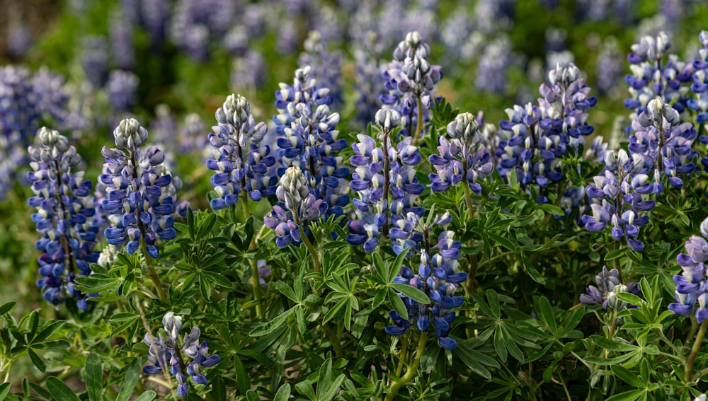 草むらに咲く青い花の束
