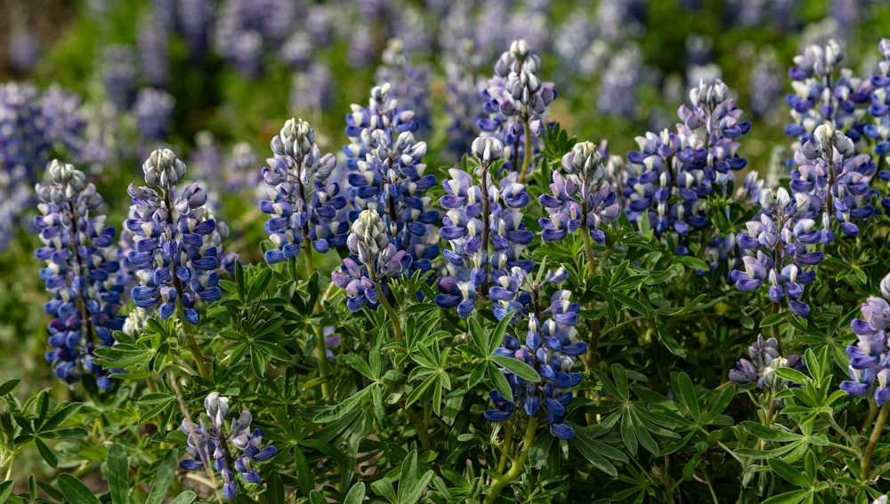 a bunch of blue flowers that are in the grass