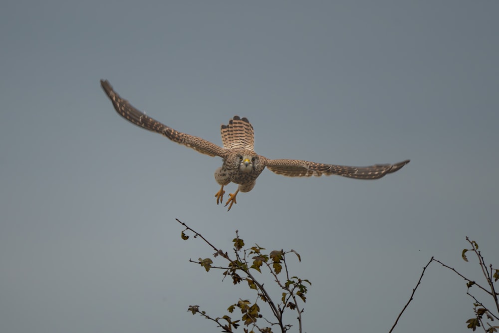 an owl is flying over a tree branch