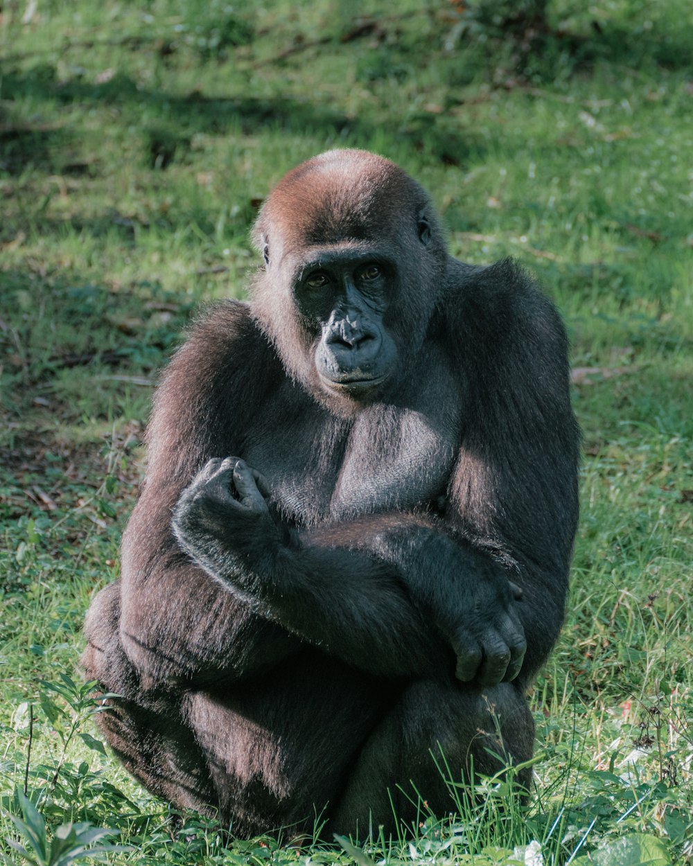 a large brown gorilla sitting on top of a lush green field