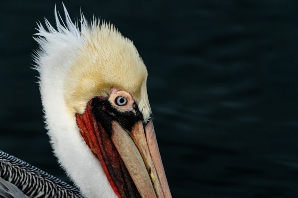 a close up of a bird on a body of water