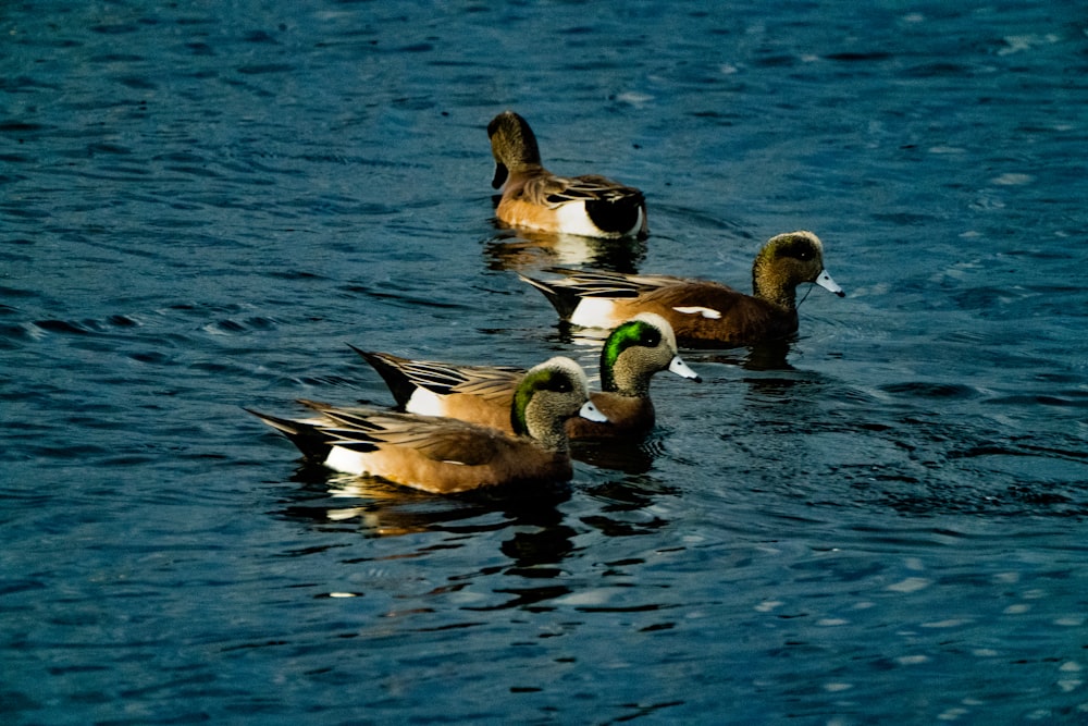 a group of ducks floating on top of a lake