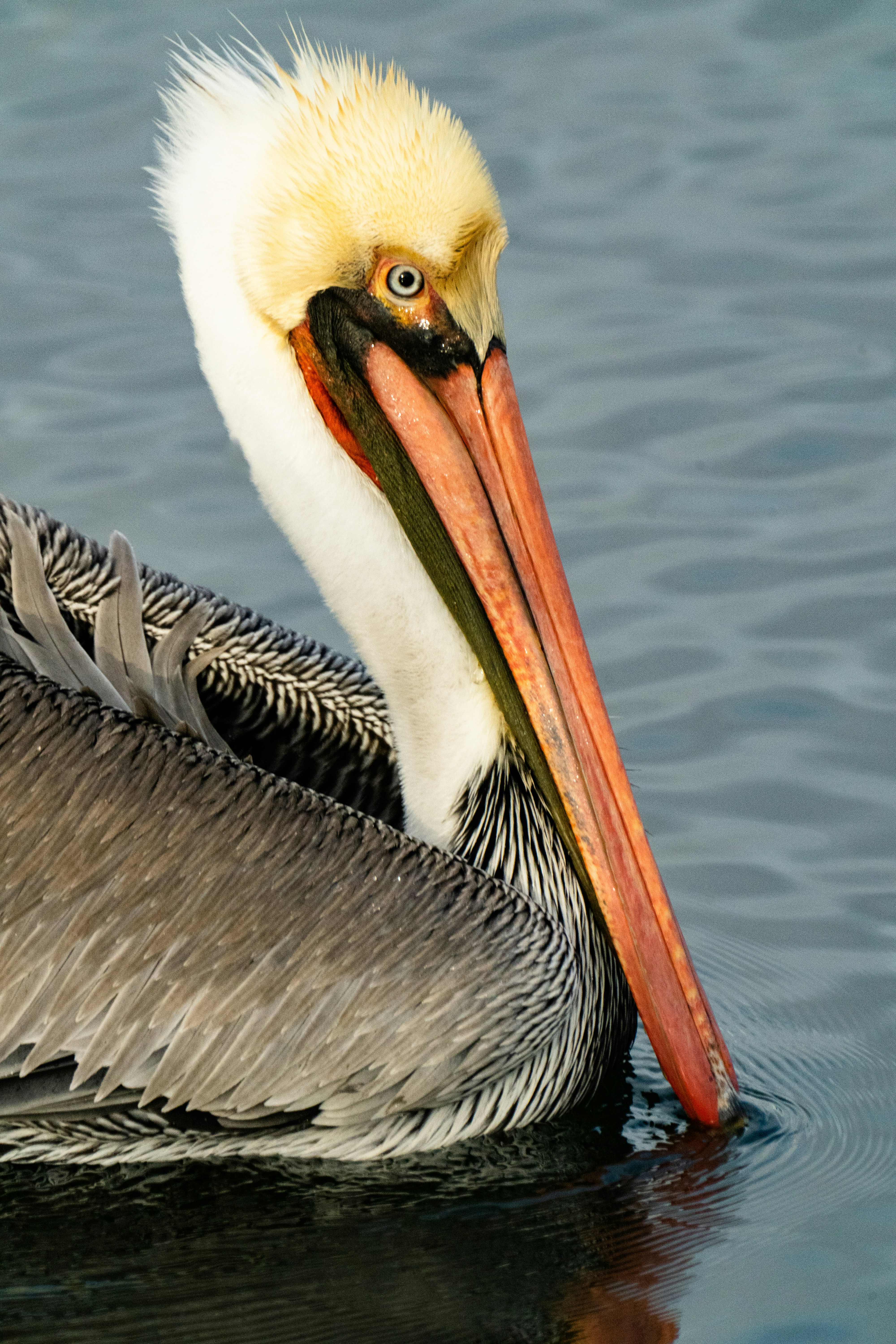 Photo by abscurestuff