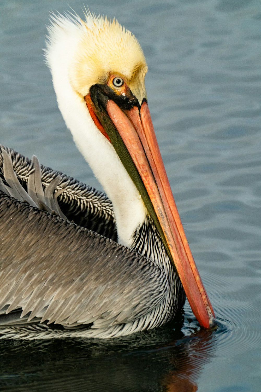 a large bird with a long beak floating in the water
