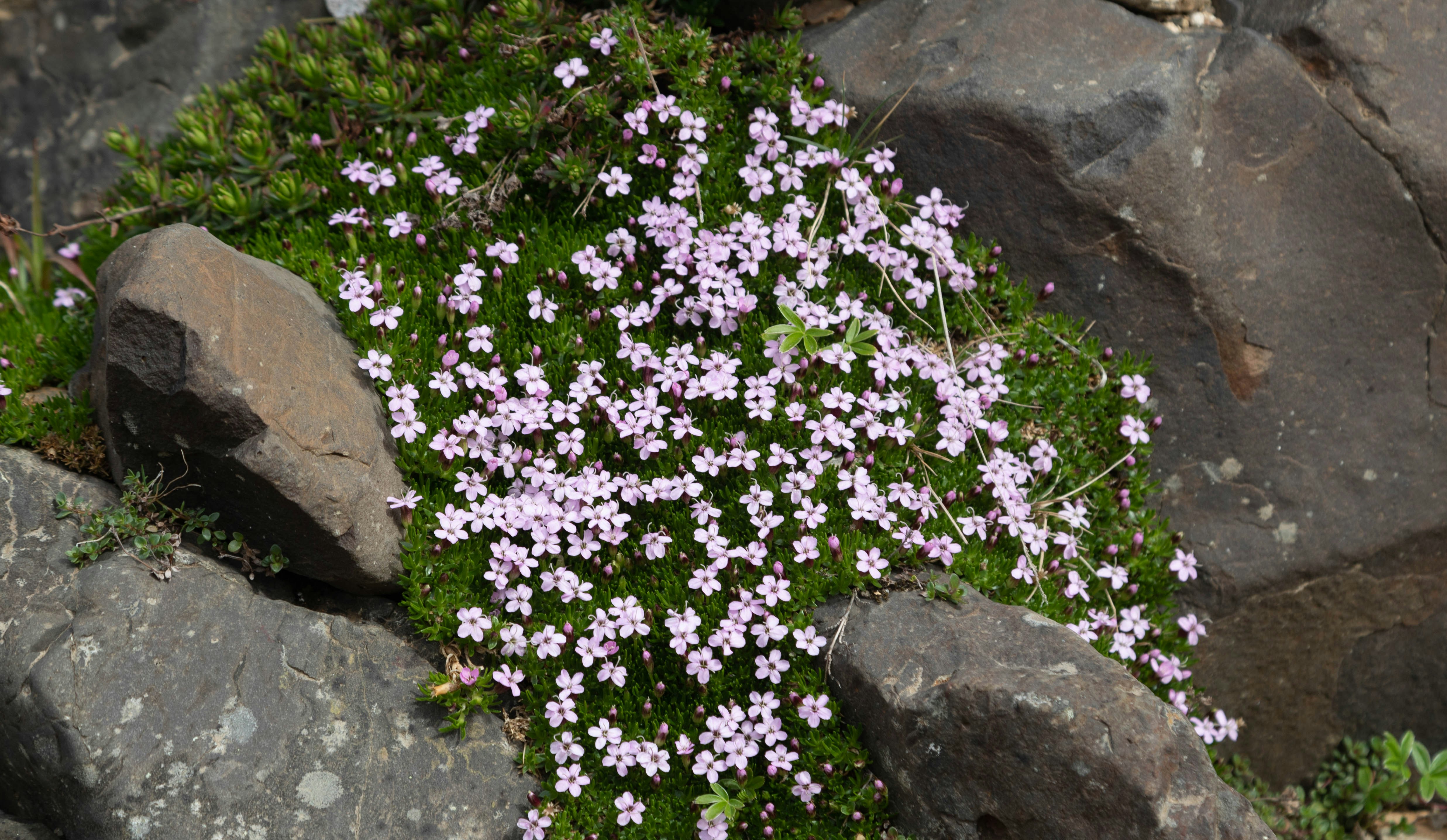 Arctic-Alpine Life in the Scottish Highlands: A Living Time Capsule - Cairngorms ancient plateau