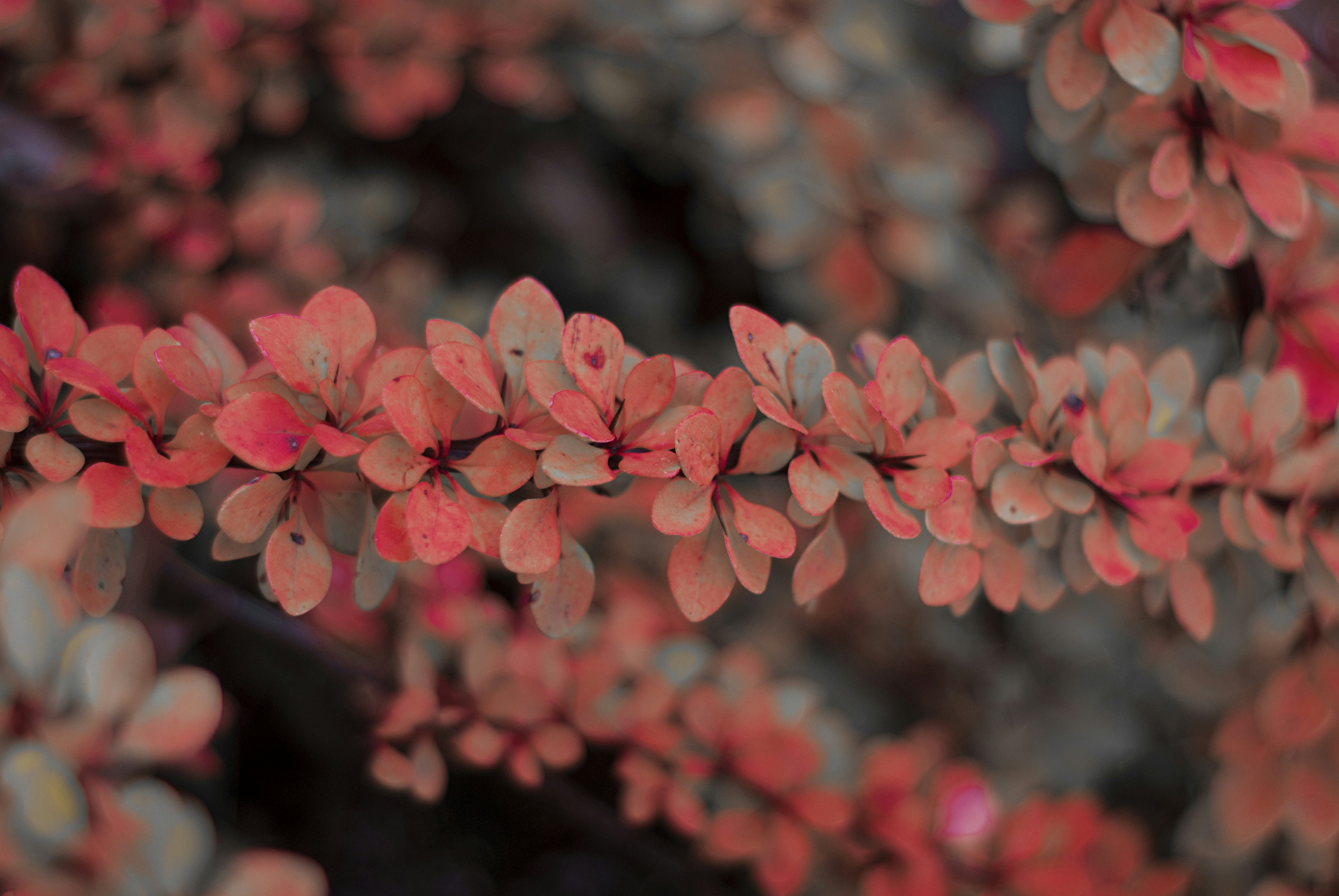 Photo by kovalskihelga