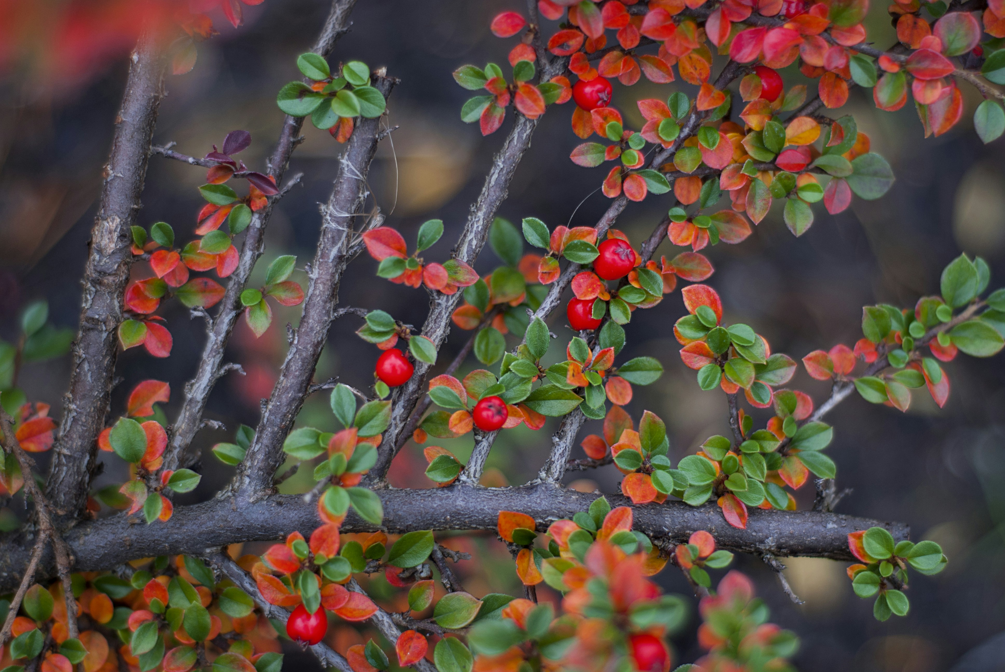 Photo by kovalskihelga