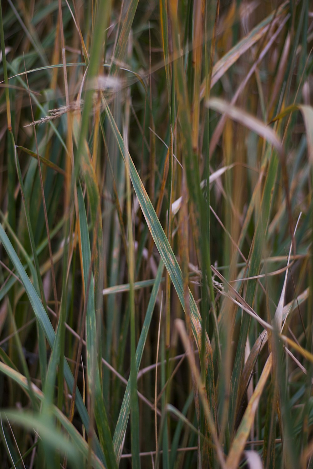 a close up of a bunch of tall grass