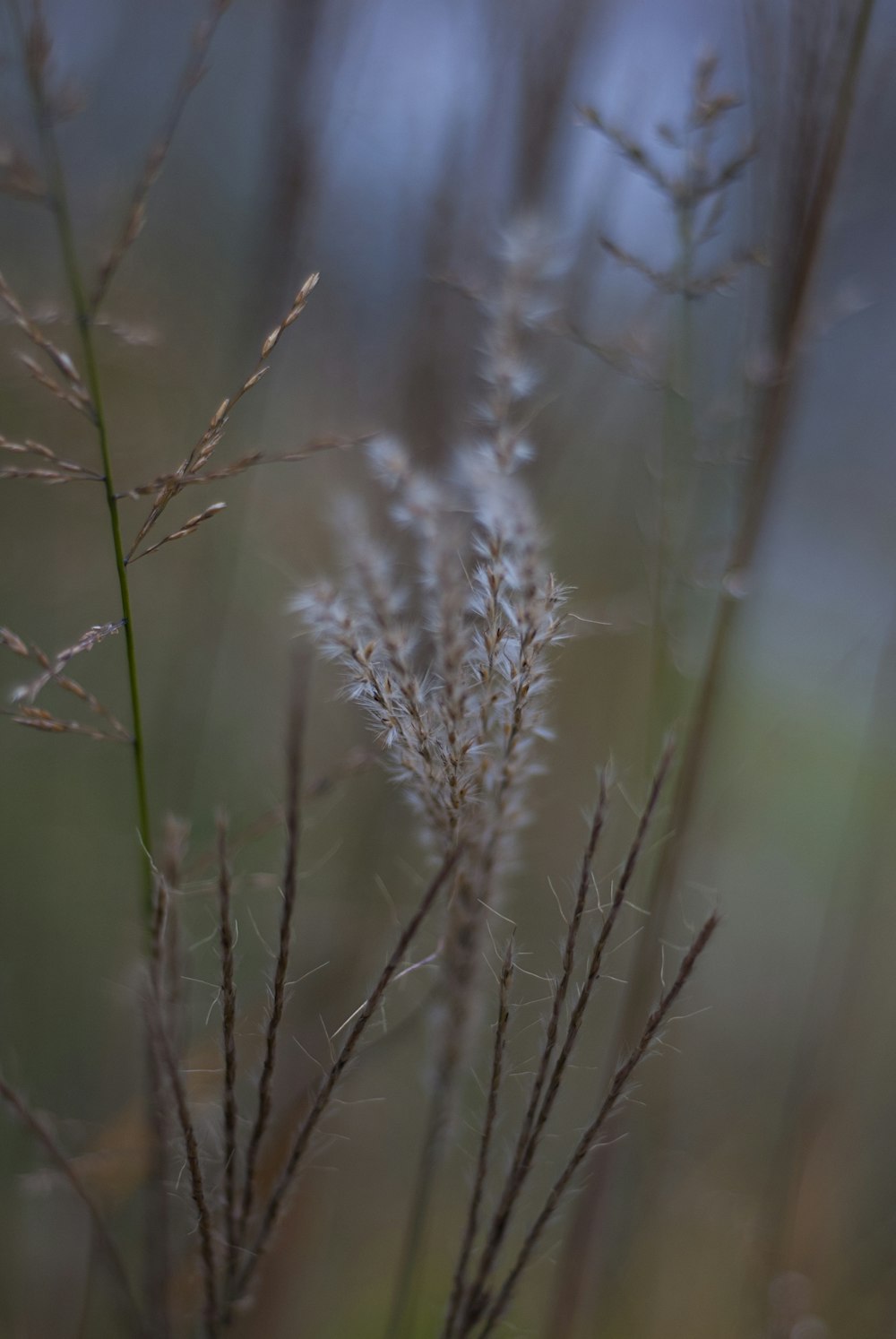 a close up of a plant in a field