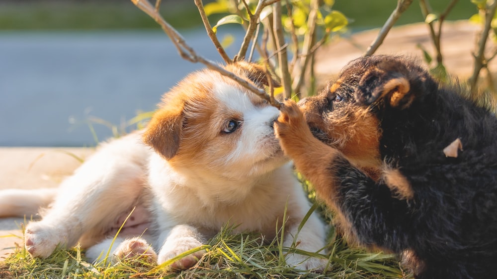 two puppies playing with each other in the grass