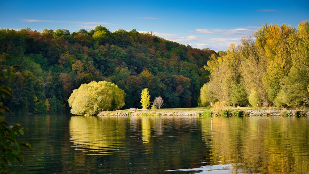 a body of water surrounded by a forest