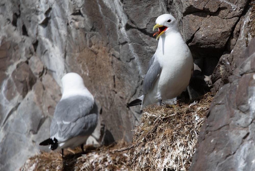 a couple of seagulls sitting on top of a pile of hay