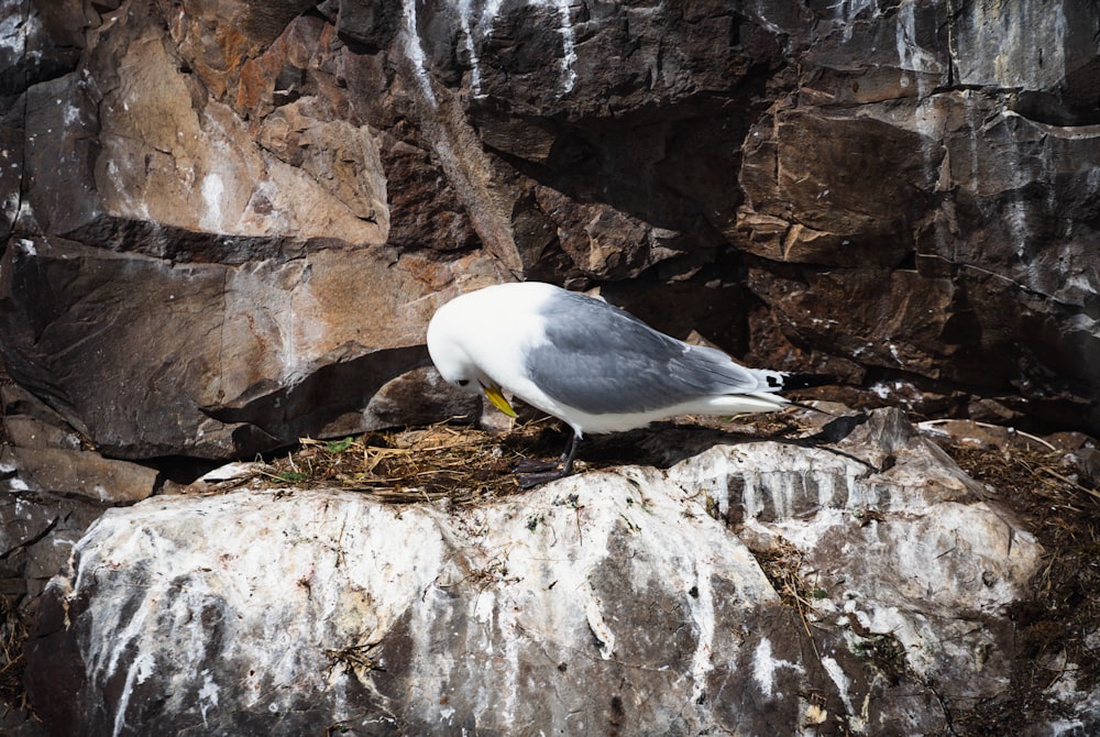Ein Vogel sitzt auf einem Felsen