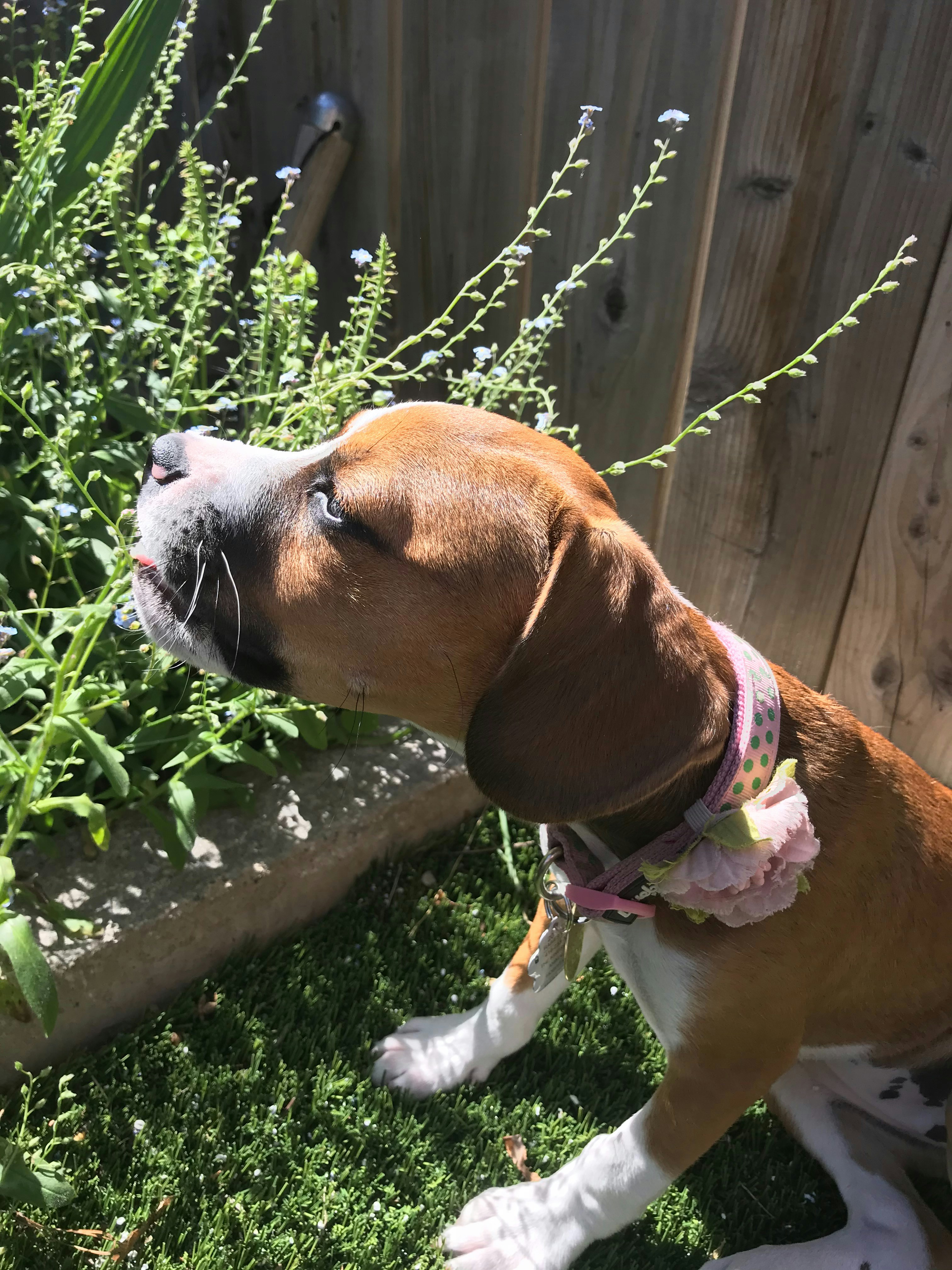 Individuelle Hundehalsketten mit Heilsteinen