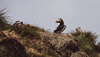 A vibrant puffin perched on a rocky ledge with the towering white chalk cliffs of Bempton in the background under a clear blue sky.