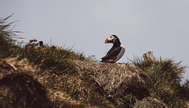 A vibrant puffin perched on a rocky ledge with the towering white chalk cliffs of Bempton in the background under a clear blue sky.