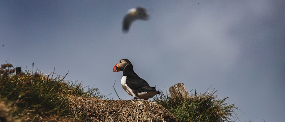 a bird sitting on top of a grass covered hill