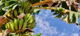 Workers carefully harvesting bunches of G9 bananas under a bright sky.
