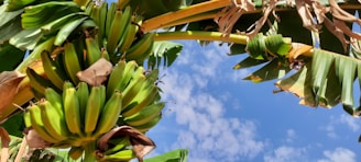 A lush banana plantation with ripe G9 bananas hanging from sturdy plants under a bright sky.