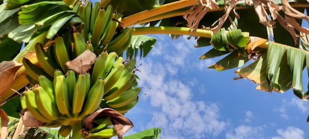 Harvest workers carefully picking ripe G9 bananas under clear skies.