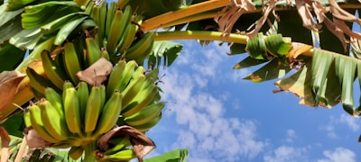Workers carefully harvesting bunches of G9 bananas under a bright sky.
