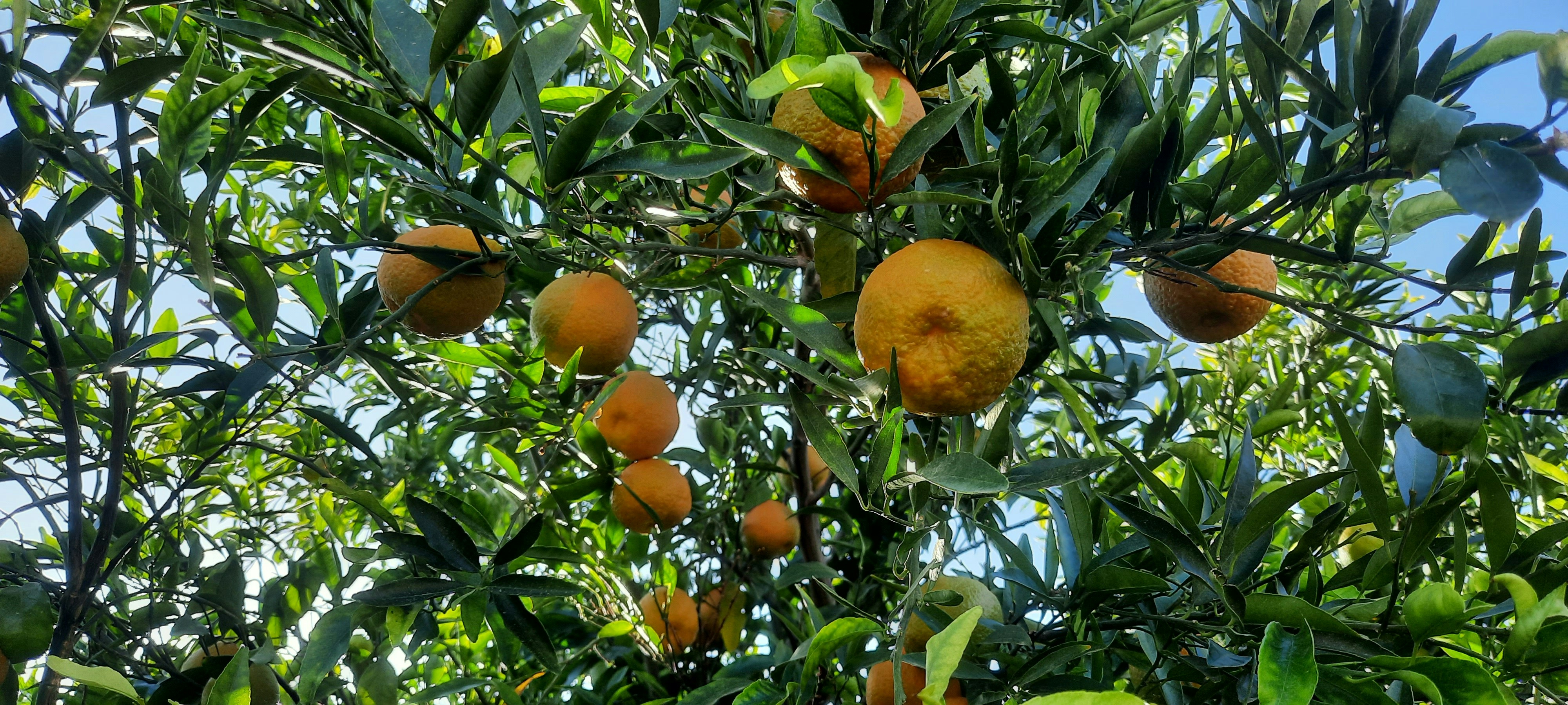 A fruit tree heavy with ripe oranges under a clear blue sky.