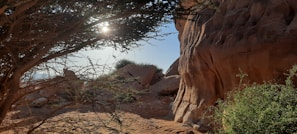 Sunlight filtering through the trees onto the rocky formations, highlighting textures and colors