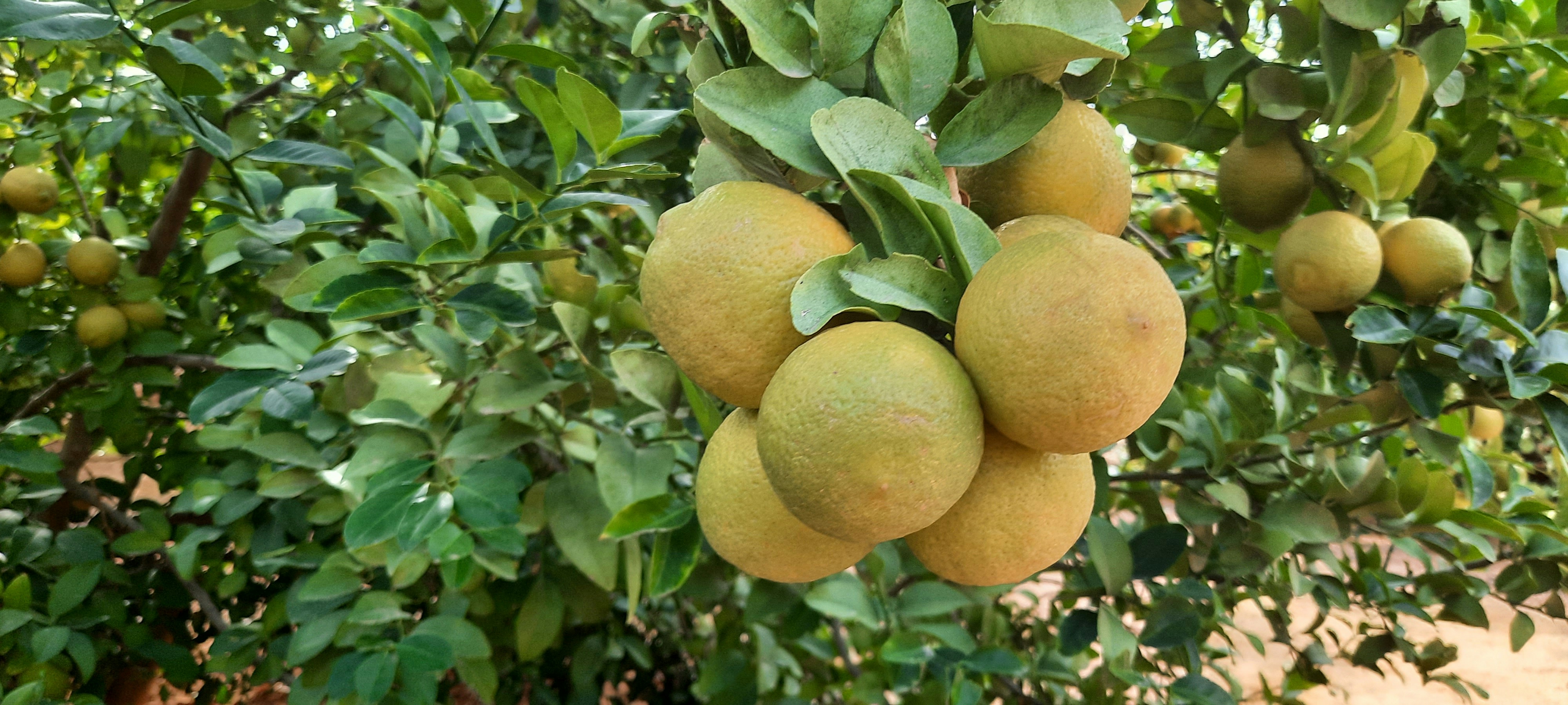Exploring the Ancestors of Citrus Reticulata