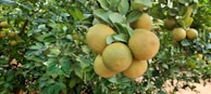 Clusters of ripe tangerines hanging from leafy branches, ready for harvest.