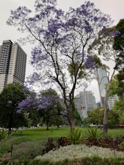 A city park features a towering jacaranda tree in full bloom with vibrant purple flowers. Surrounding the tree, there is lush greenery including grass and small shrubs. Skyscrapers rise in the background, blending urban elements with the natural landscape.