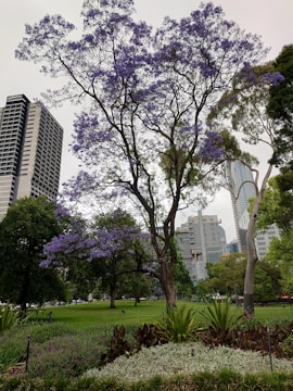 A city park features a towering jacaranda tree in full bloom with vibrant purple flowers. Surrounding the tree, there is lush greenery including grass and small shrubs. Skyscrapers rise in the background, blending urban elements with the natural landscape.