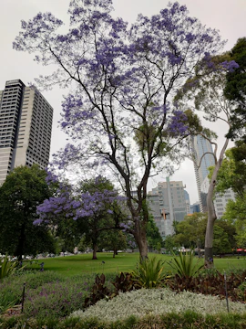 A group of volunteers planting trees in a community park in Concepción de Buenos Aires, Jalisco.