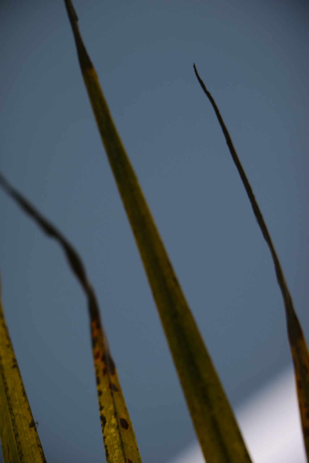 a close up of a plant with long thin stems