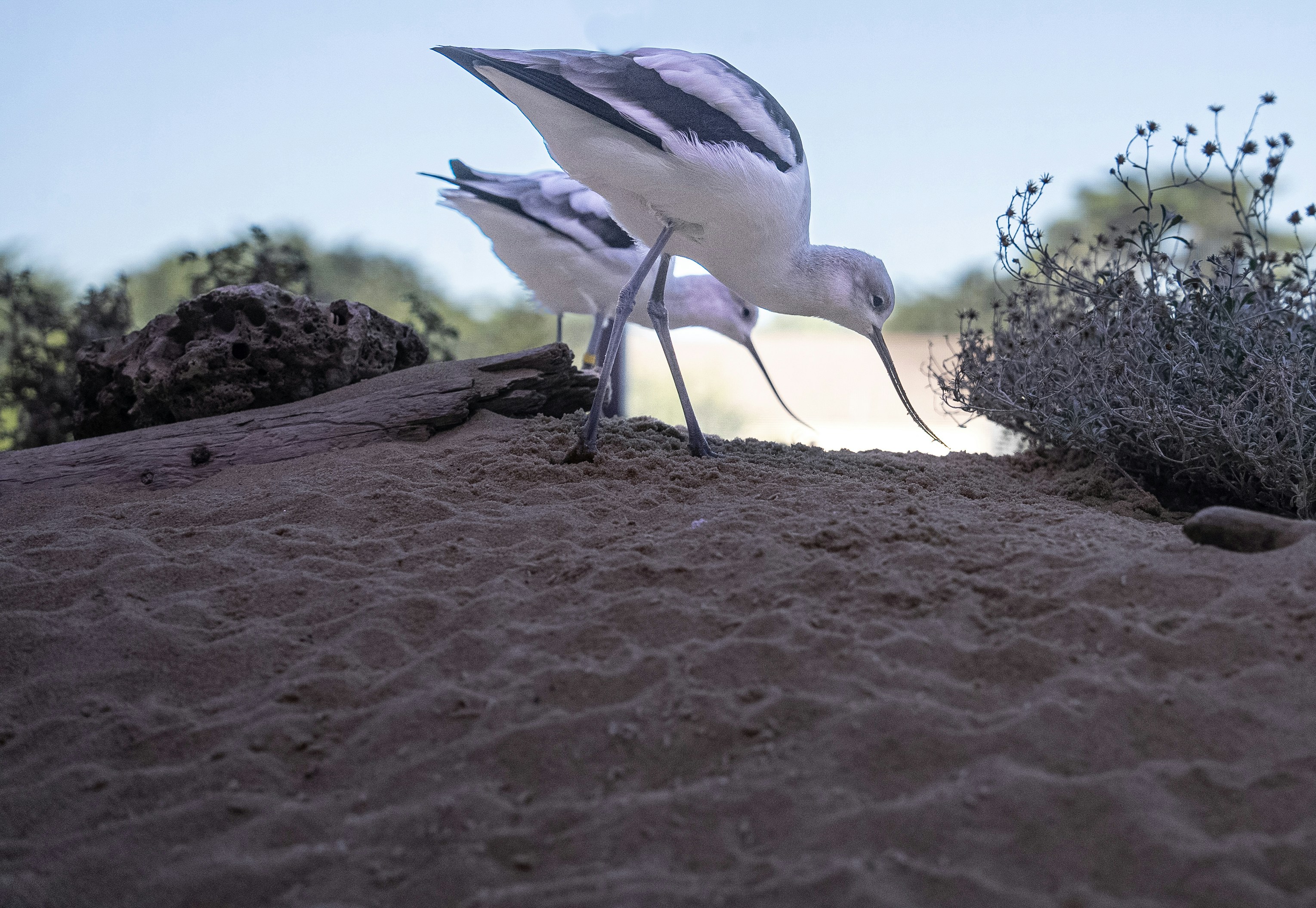 Tableau Sur Toile ARTTOR 160x50cm - Plage Sable Oiseaux - Déco Murale Moderne