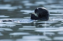 A sea otter floats on its back in the water, holding a clam with its paws. The water has a calm surface with gentle ripples and reflections.