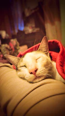 A cat is resting with its eyes closed, nestled against a soft surface and partially covered by a red blanket. The warm lighting suggests a cozy and comfortable environment.
