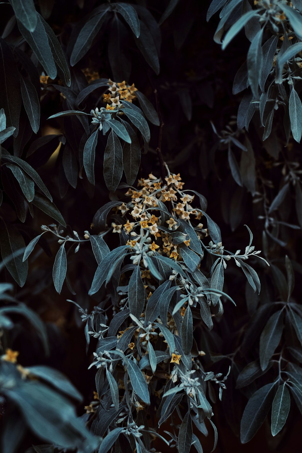 a close up of a tree with leaves and flowers