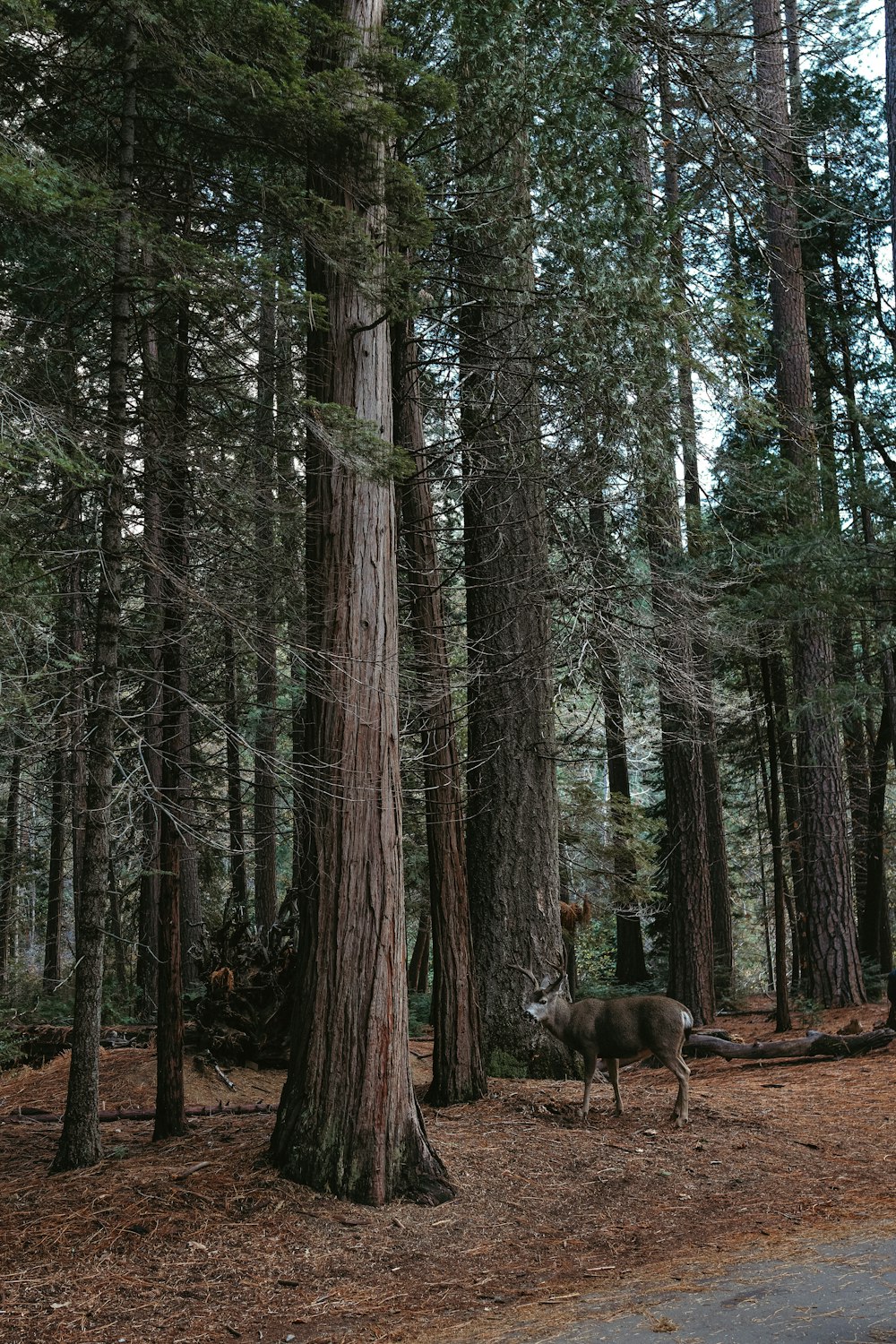 a deer standing in the middle of a forest