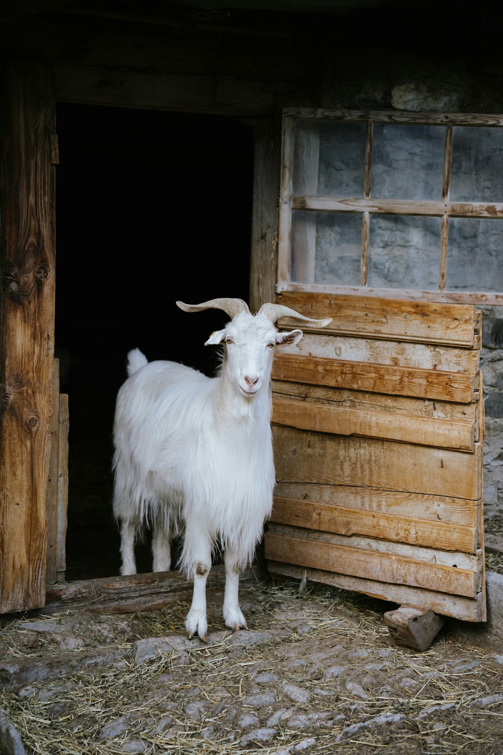 a goat standing in the doorway of a building