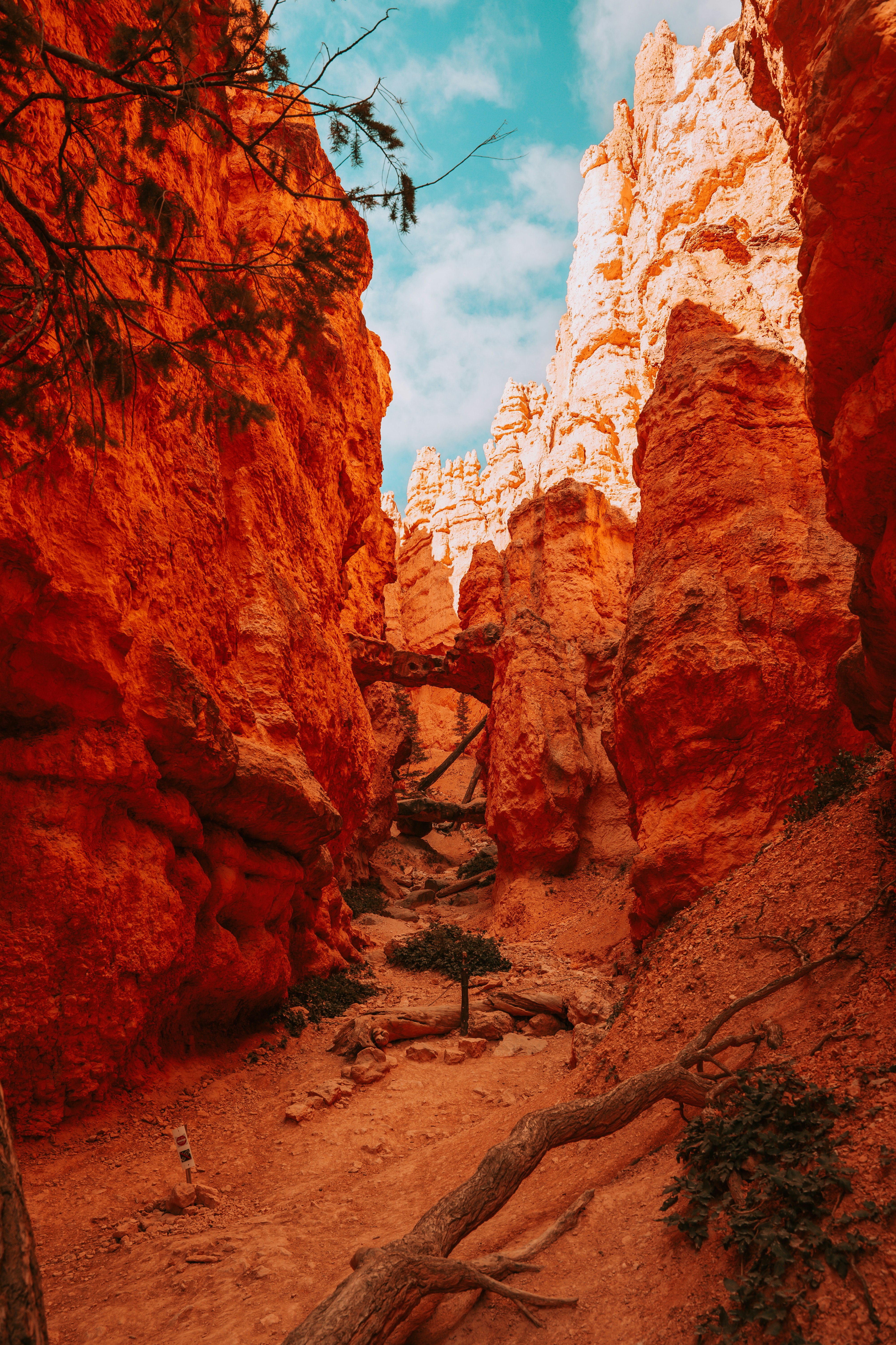 a rocky canyon with a tree growing out of it